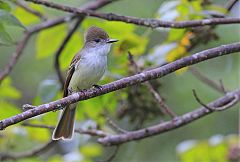 La Sagra's Flycatcher